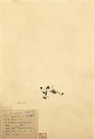 藏品(圓葉茅膏菜)的圖片